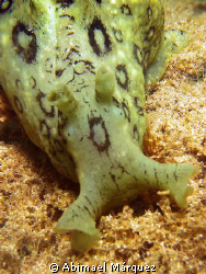 Spotted Seahare, El Natural. by Abimael Márquez 